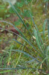 Arkansas yucca